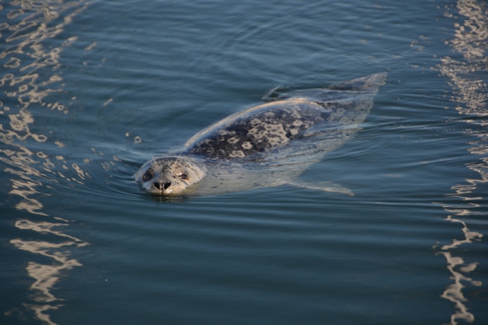 harbor seal in water